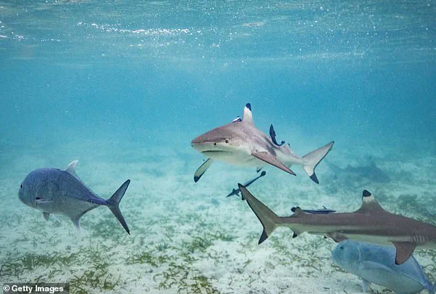 Miraculous Survival: Eight-Year-Old Boy Rescued by Sister After Shark Attack in Key Largo