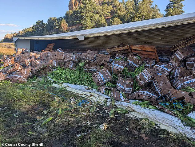 Unusual Semi-Truck Crash Spills Sweet Corn on Colorado Highway, Prompting Community Response
