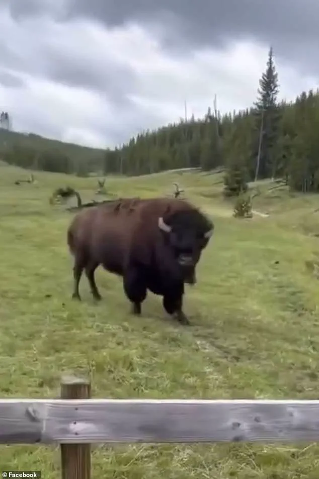 Controversy Erupts Over Viral Video of 'Dancing' Bison as Experts Warn of Dangerous Misinterpretation by Tourists