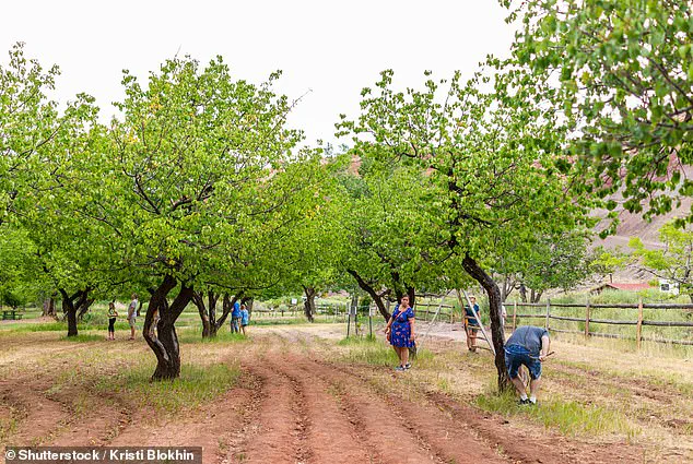 Heartbreaking Orchard Failure at Capitol Reef National Park: Historic Fruit Trees Yield No Harvest This Year