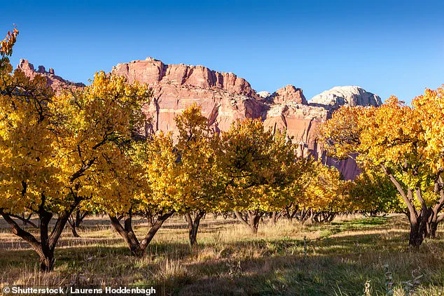 Heartbreaking Orchard Failure at Capitol Reef National Park: Historic Fruit Trees Yield No Harvest This Year