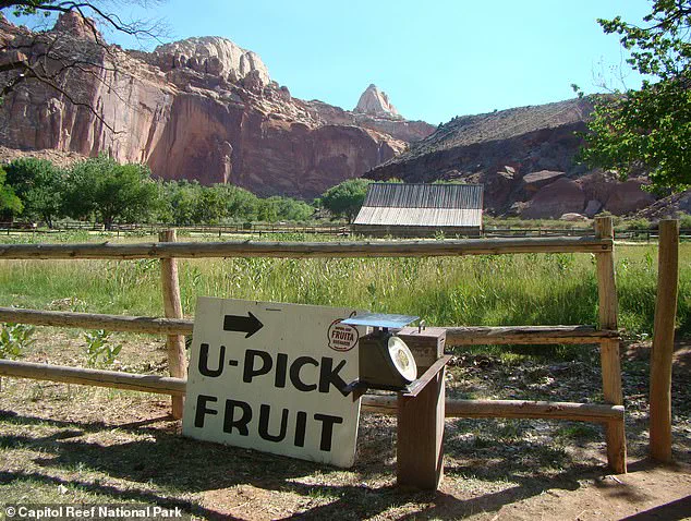 Heartbreaking Orchard Failure at Capitol Reef National Park: Historic Fruit Trees Yield No Harvest This Year
