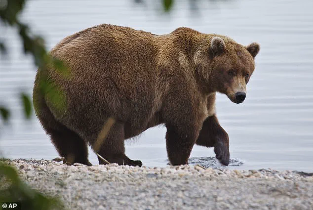 Breaking: 435 Holly's Unconventional Social Behavior Challenges Bear Dominance in Katmai Park