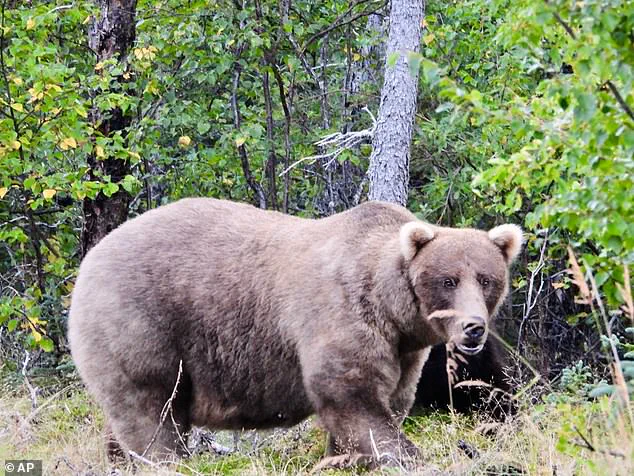 Breaking: 435 Holly's Unconventional Social Behavior Challenges Bear Dominance in Katmai Park