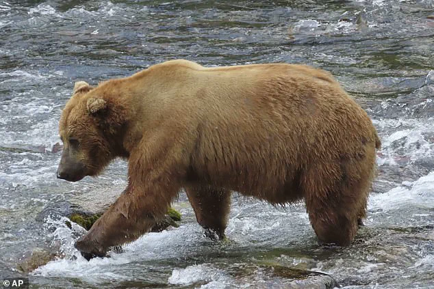 Breaking: 435 Holly's Unconventional Social Behavior Challenges Bear Dominance in Katmai Park