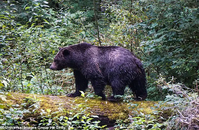Exclusive Access to Information on the Grizzly Bear Attack in Bella Coola