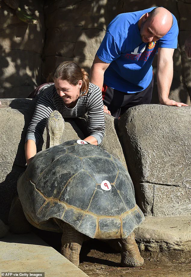 Legacy of Gramma the Galapagos Tortoise: A Century of Connection at San Diego Zoo