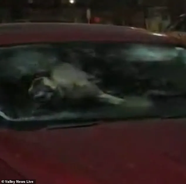 Minnesota's Animal Welfare Regulations: A Lifeline for Pets in Freezing Conditions