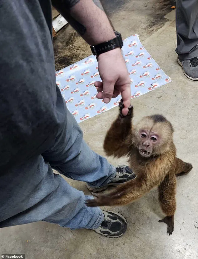 Cinnamon Capuchin Monkey's Ruckus at Morristown's Trade Center Leaves Employees Baffled