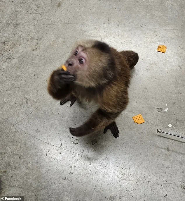 Cinnamon Capuchin Monkey's Ruckus at Morristown's Trade Center Leaves Employees Baffled