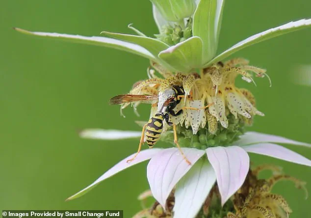 Karen Barnes' Garden in Burlington Sparks Debate on Individual Rights and Municipal Regulations