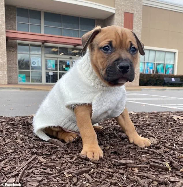 Amanda Mears: 'Utterly Blindsided' by Pit Bull Attack That Left Her with Life-Altering Injuries