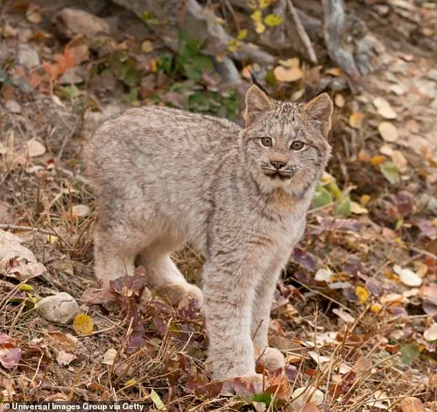 Rare Lynx Kittens Spark Hope for Population Resurgence in Minnesota's Voyageurs National Park
