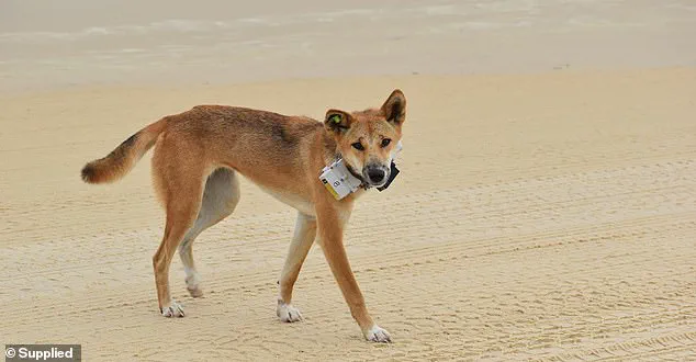 Discovery of Piper James' Body on K'gari Island Sparks Safety Concerns and Dingo Controversy