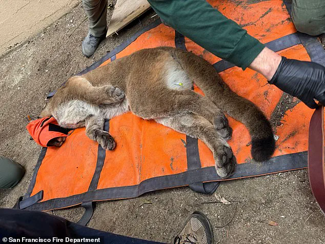 San Francisco Officials Capture Mountain Lion After 30-Hour Prowl, Fire Department Spokesperson Confirms
