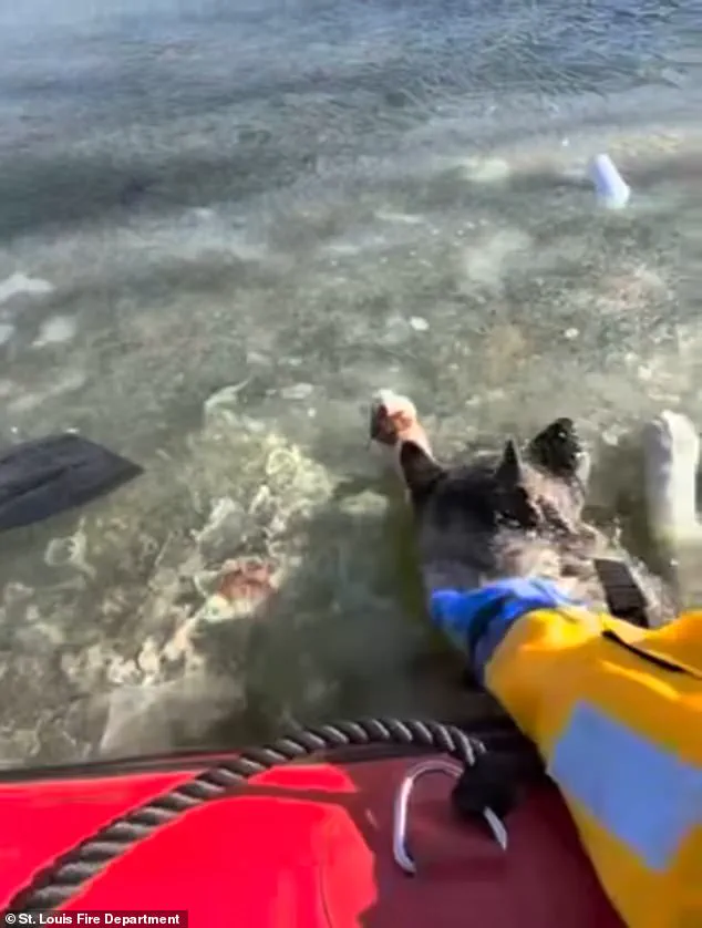 Exclusive: St. Louis Fire Department's Inside Look at the Harrowing Ice Rescue That Saved a Dog's Life