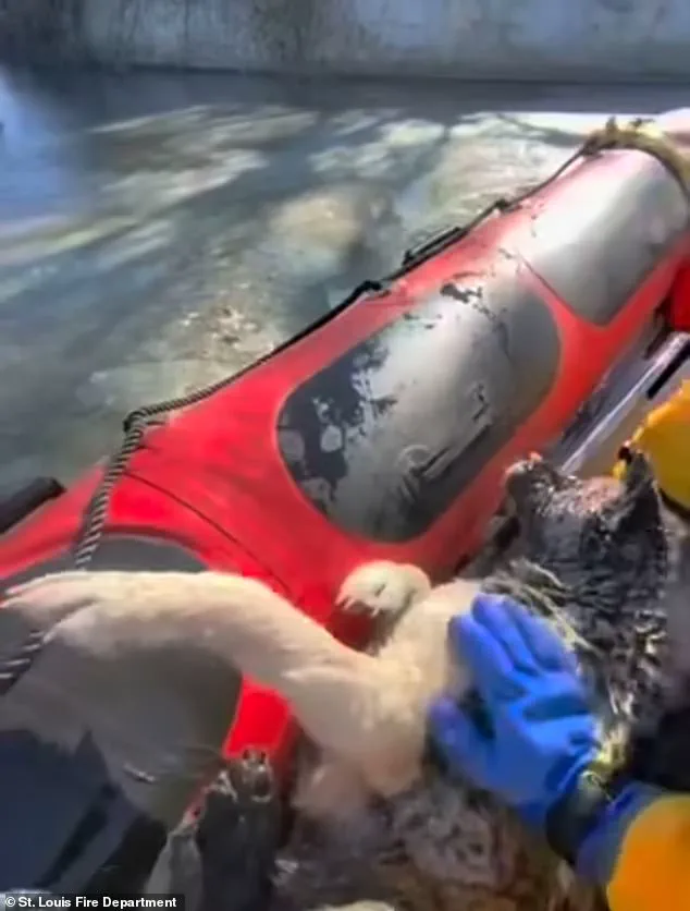 Exclusive: St. Louis Fire Department's Inside Look at the Harrowing Ice Rescue That Saved a Dog's Life