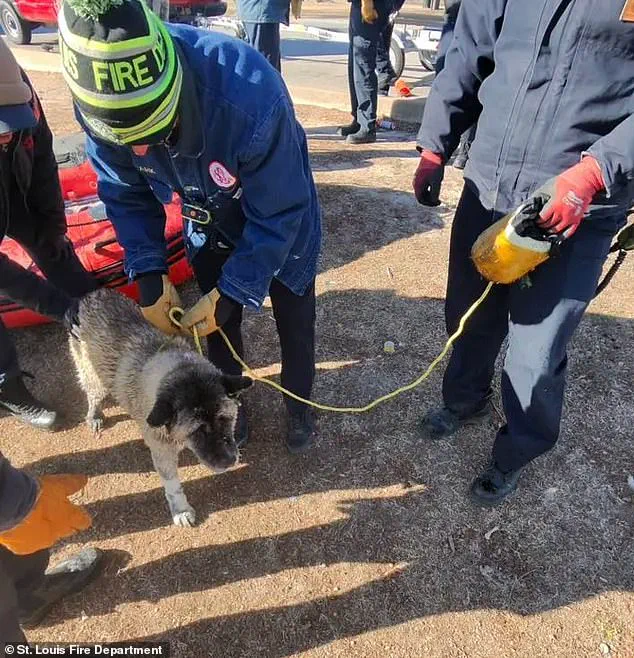 Exclusive: St. Louis Fire Department's Inside Look at the Harrowing Ice Rescue That Saved a Dog's Life