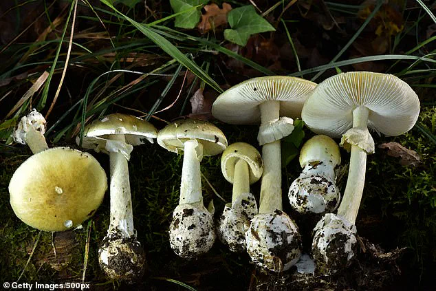 Fourth Fatality in Northern California Mushroom Poisoning Outbreak Sparks 'Unprecedented' Warning from Health Experts