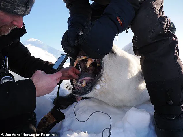 Polar Bears in Svalbard Adapt to Climate Change by Increasing Body Fat, Study Reveals