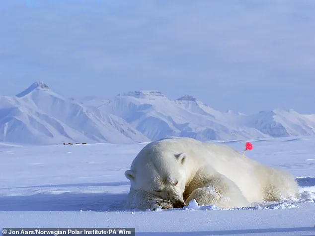 Polar Bears in Svalbard Adapt to Climate Change by Increasing Body Fat, Study Reveals