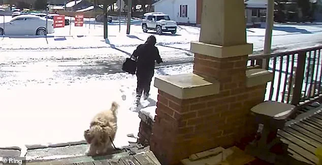 North Carolina Woman Charged with Abandoning Dog During Snowstorm After Rescuer Intervenes