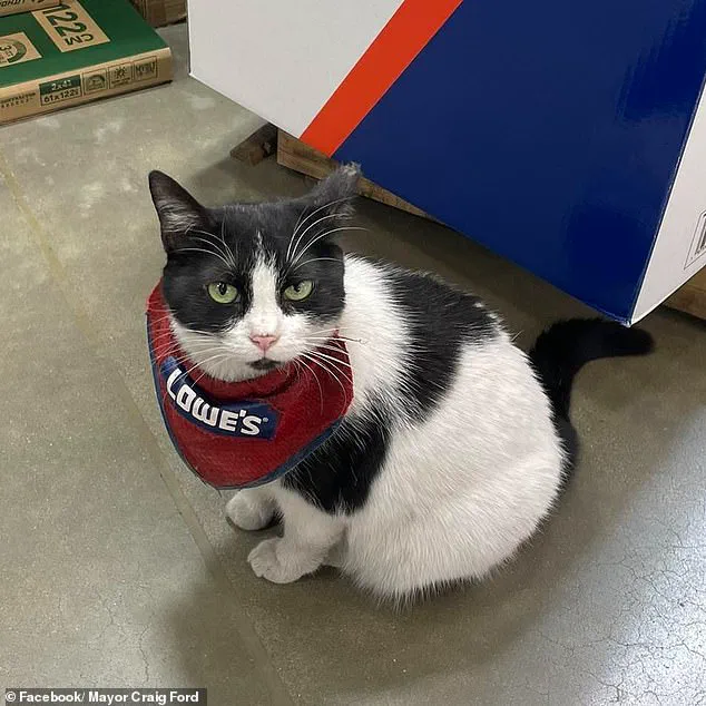 Lowe's Fires Beloved 'Quality Assurance Cat' Mama Cat from Unofficial Job, Sparking Community Outcry