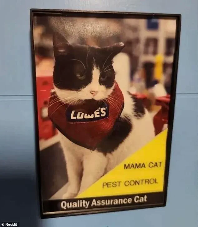 Lowe's Fires Beloved 'Quality Assurance Cat' Mama Cat from Unofficial Job, Sparking Community Outcry