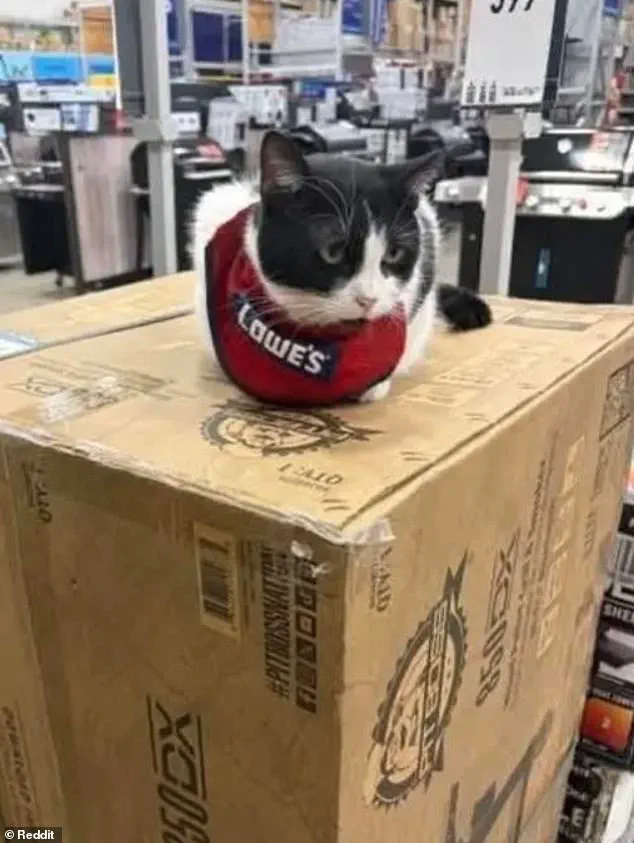 Lowe's Fires Beloved 'Quality Assurance Cat' Mama Cat from Unofficial Job, Sparking Community Outcry