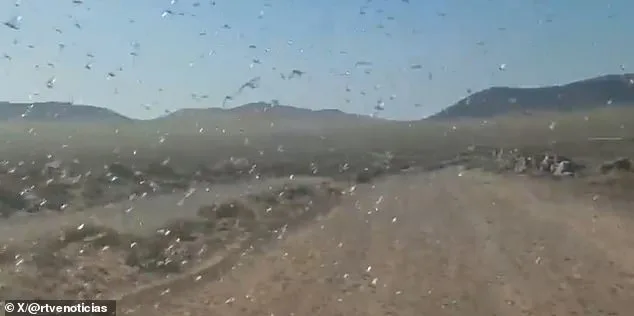 Locust Swarms Prompt 'Stay Calm' Advisories in Canary Islands' Holiday Hotspots Amid Crop Threat Concerns