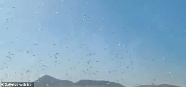 Locust Swarms Prompt 'Stay Calm' Advisories in Canary Islands' Holiday Hotspots Amid Crop Threat Concerns