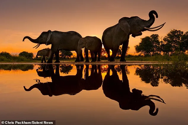 Chris Packham Unveils Debut Photography Exhibition 'More Beautiful Than You' in London