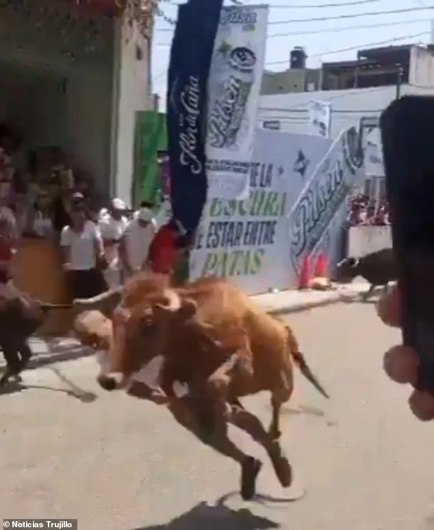 Miraculous Survival at San José Fair: Man Survives Charging Bull Attack in Peru with Severe Facial Injuries