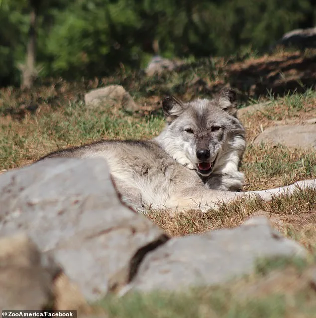 Parents Distracted by Phones as 17-Month-Old Injured by Wolf at Hersheypark's ZooAmerica, Police Say