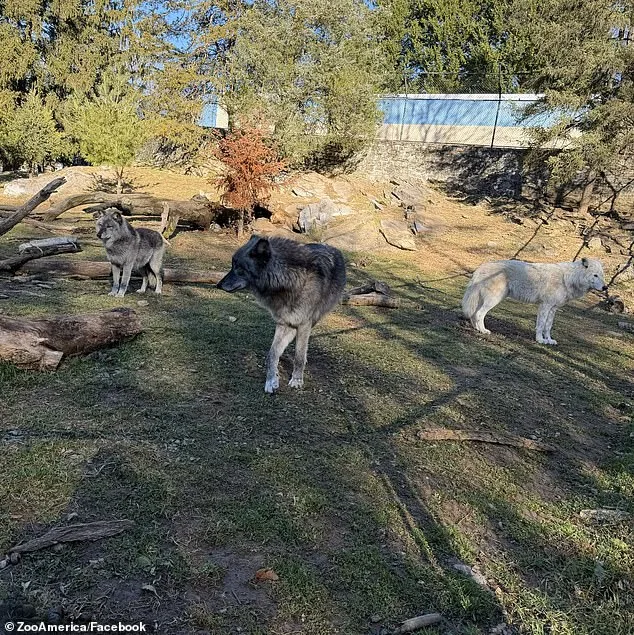 Parents Distracted by Phones as 17-Month-Old Injured by Wolf at Hersheypark's ZooAmerica, Police Say
