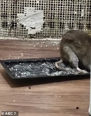 Cora Robinson's Fight Against Bronx Rat Infestation: A Cancer Survivor's Struggle for Health and Dignity in a City That Fails Her