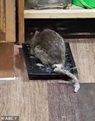 Cora Robinson's Fight Against Bronx Rat Infestation: A Cancer Survivor's Struggle for Health and Dignity in a City That Fails Her