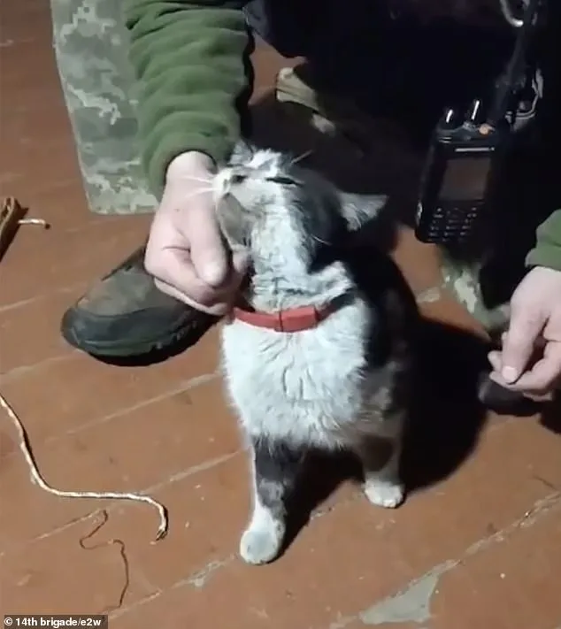 Daring Drone Rescue: Ukrainian Soldiers Save Animals Amid Kupyansk Conflict
