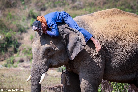 Baby elephant rejected by mother, saved by aunt at zoo