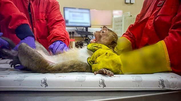 Graphic video exposes monkey abuse in UK weight-loss drug trials.