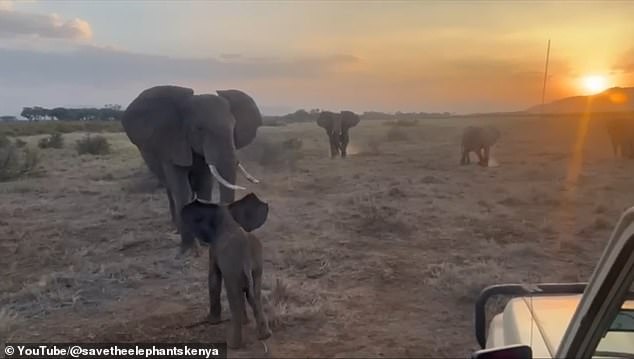 Kenyan orphans reunited with family after wandering into tourist camp.