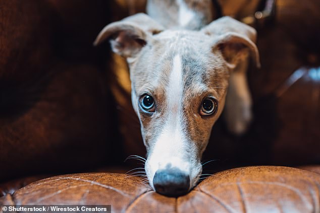 Whippet popularity surges 18% to claim eleventh spot in UK dog rankings.